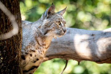 Bobcat