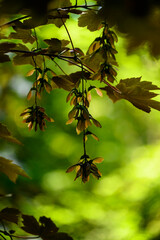 Maple bunches in detail on a tree with leaves.