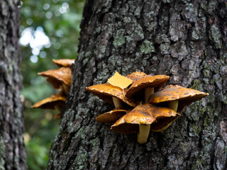 Royal honey mushrooms colony grow on the trunk of a tree. Pholiota aurivella in the forest in...