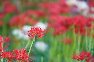 ユニークな形の赤い花を咲かせるヒガンバナ