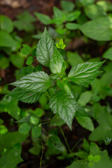 Fototapeta na wymiar Planta y hojas verdes toma cenital