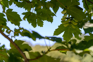 Maple bunches in detail on a tree with leaves.