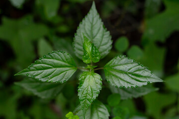 Planta y hojas verdes toma cenital