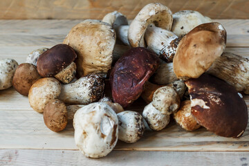 Mushrooms lie on wooden boards. White mushroom. Popular white boletus. Cooking delicious organic mushrooms. Porcini mushrooms close up.
