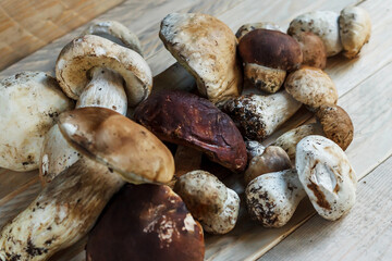 Mushrooms lie on wooden boards. White mushroom. Popular white boletus. Cooking delicious organic mushrooms. Porcini mushrooms close up.