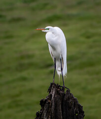 great white heron