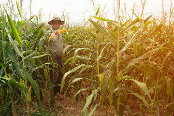 The Asian elder Farmers male examining corn on the cob in field. Adult Asian male agronomist is working in cultivated maize field..