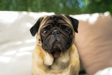 pug dog portrait