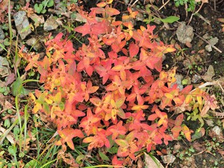 北アルプス･高山植物･イワオトギリ