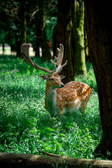 a deer in the forest