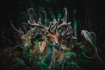 deer in the forest in Dublin, Ireland
