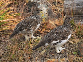 北アルプス･ライチョウ