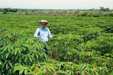 The Asian elder farmers man checking the yield in cassava fields..