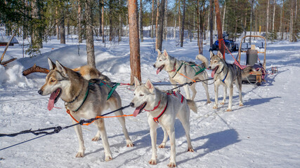 sled dogs in snow in Finland