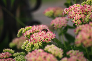 Bee on beautiful decorative garden plant. Sedum (Sedum spectabile) at autumn sunny day. Flower card background with pink sedum and sun rays or floral wallpaper