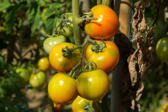 Tomates en rama madurando al sol 