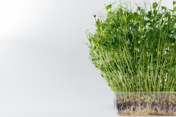 Micro-green pea sprouts close-up on a white background in a pot with soil. Healthy food and lifestyle