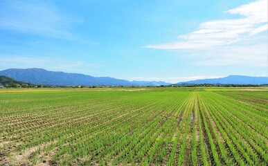 新潟県･田園風景