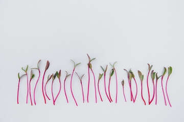 Micro-green sprouts close-up on a white background with free space. Healthy food and lifestyle