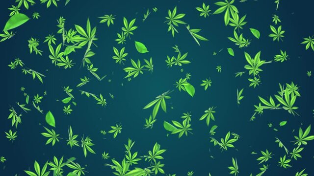 3D Cannabis leaves Marijuana leaf rotation flying on blue and alpha channel Loop background 4K. Marijuana, Cannabis, recreational drugs, Marijuana, weed, herb, leaf, ganja, sativa, joints