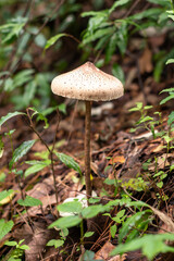 Hongos en bosque otoñal