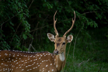 Close up portrait of a spotted deer standing and looking away in a forest in India
