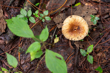 Hongos en bosque otoñal