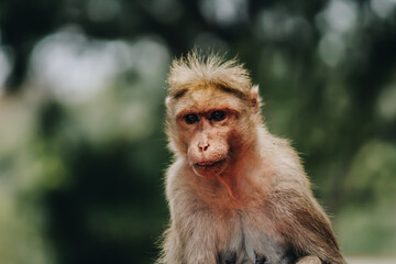 Selective focus close up portrait of an Indian Rhesus Macaque monkey looking at the camera with bokeh background of trees in a forest
