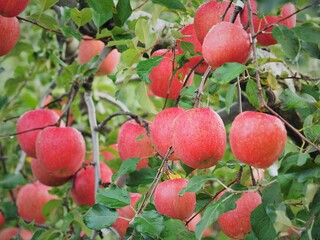 青森県･リンゴ農家