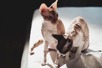 Pretty and fluffy human's friends resting on bed in shiny hotel room. Couple of cats together sitting on sofa.