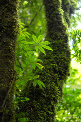 Musgo en árboles del bosque y hojas verdes