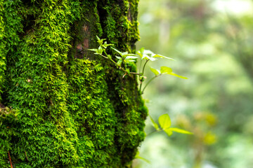 Musgo en árboles del bosque y hojas verdes
