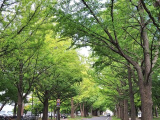 北海道･北大イチョウ並木