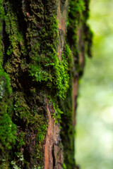 Musgo en árboles del bosque y hojas verdes