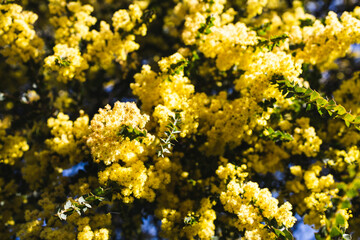 native Australian wattle plant outdoor in a sunny backyard