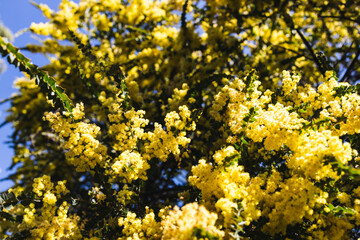 native Australian wattle plant outdoor in a sunny backyard