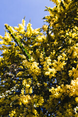 Obraz premium native Australian wattle plant outdoor in a sunny backyard