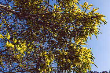 native Australian wattle plant outdoor in a sunny backyard