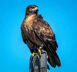 red tailed hawk