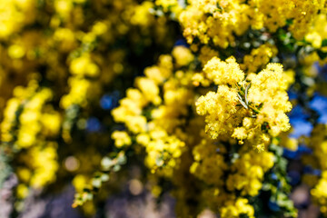 Obraz premium native Australian wattle plant outdoor in a sunny backyard