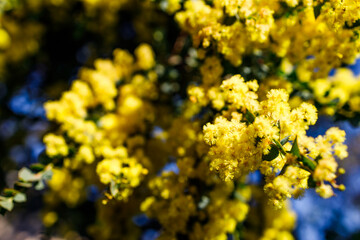 native Australian wattle plant outdoor in a sunny backyard