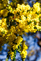 native Australian wattle plant outdoor in a sunny backyard