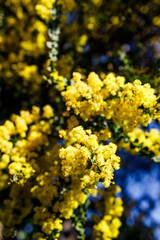 native Australian wattle plant outdoor in a sunny backyard