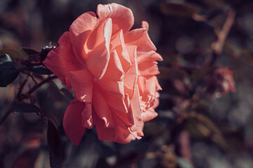 Pink blooming rose bud close up toned.