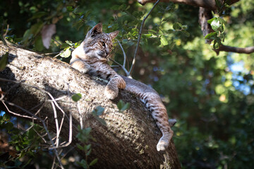 Bobcat Resting