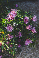 native Australian candy cone plant with pink flowers outdoor in sunny backyard