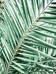 Obraz na płótnie Canvas Large palm tropical leaves. Green background bor instastory, blog, post. Minimalism.