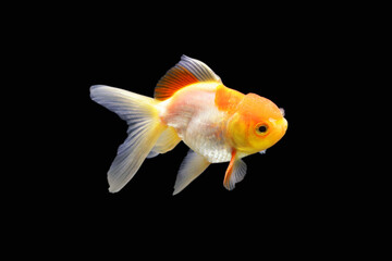 Side goldfish picture. Goldfish isolated on black background. Goldenfish isolated on black background. Thailand.