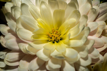 yellow white dahlia flower