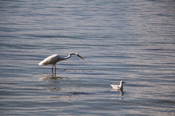 Heron in the water